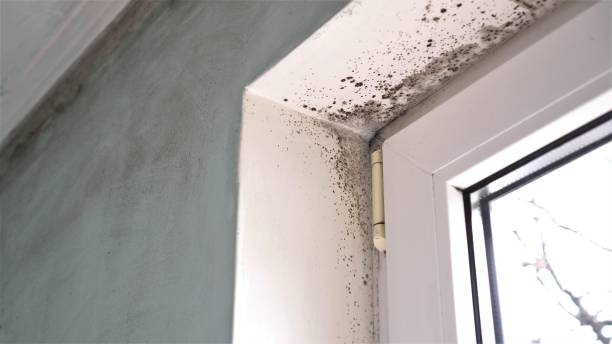 Best Attic Mold Removal  in Redmond, OR