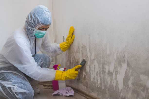 Best Toxic Mold Removal  in Redmond, OR