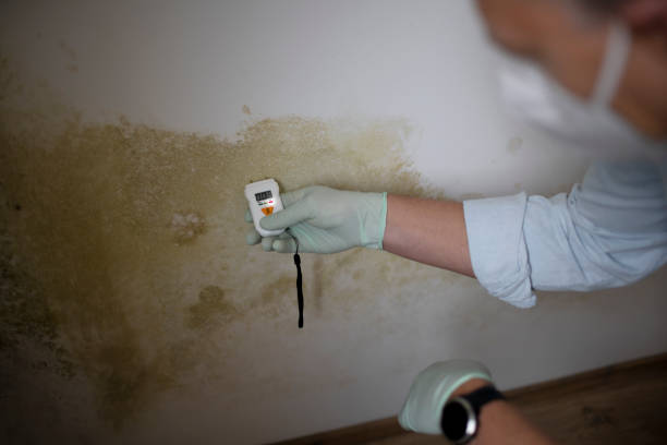 Best Best Mold Removal Companies  in Redmond, OR