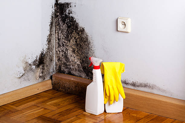 Best Office Mold Removal Services  in Redmond, OR