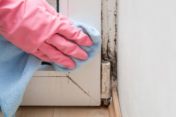 Trusted Redmond, OR Mold Removal Experts